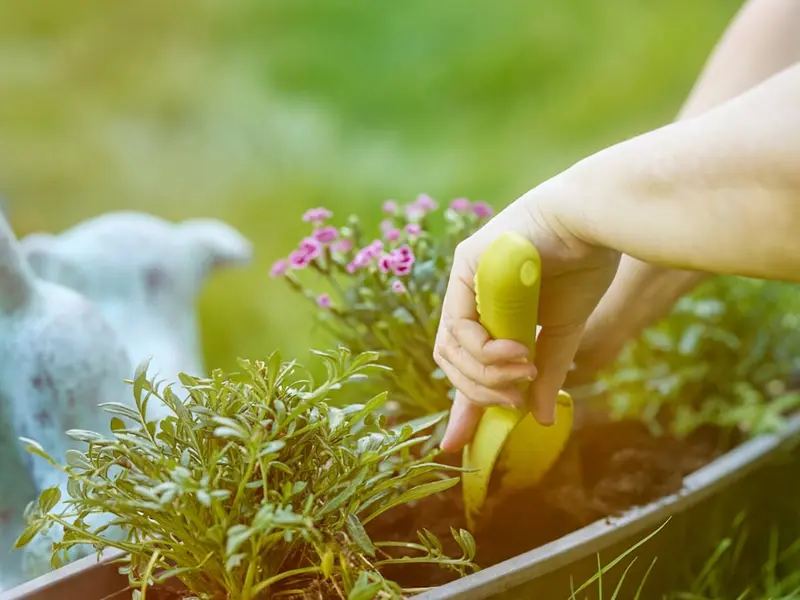 Planting & Garden Beds