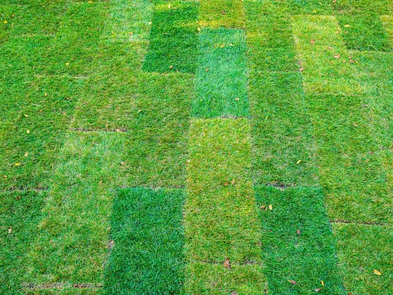 Sod & Seeding