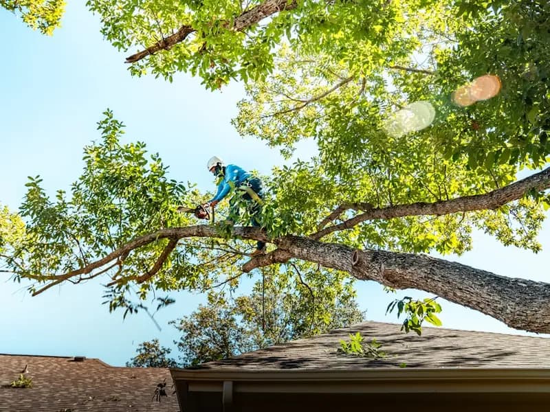 Tree Trimming & Removal